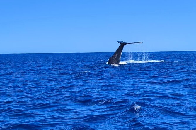 Whale watching 6 people half day - Key points before you book