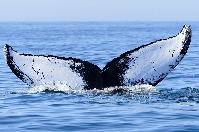 Whale watching 6 people half day - Seasickness and rough conditions deserve serious thought