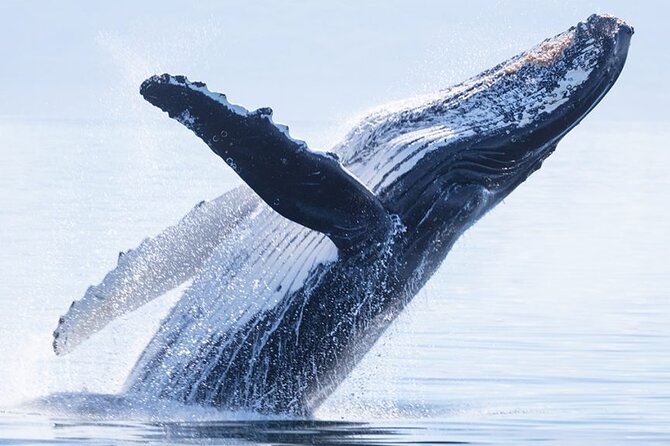 Whale watching 6 people half day - Searching for humpback whales off Moorea