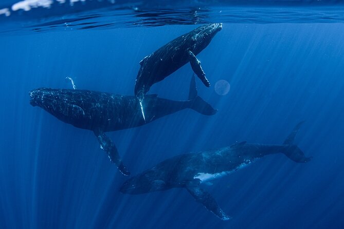 Whale Watching Activity - Key points at a glance
