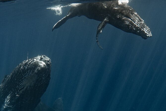 Whale Watching Activity - Is $285.44 a fair price?