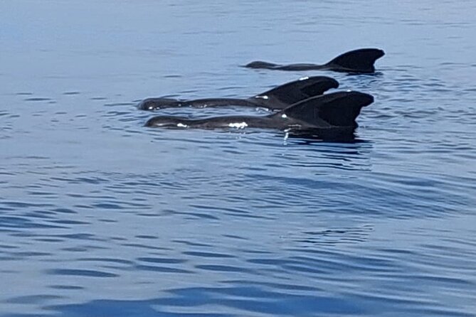 Whale watching and snorkelling in Moorea - The snorkelling is for strong swimmers
