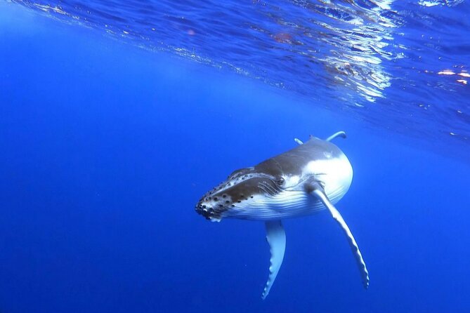 Whale watching and snorkelling in Moorea - What makes a whale swim respectful