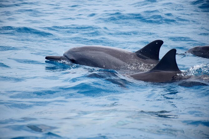 Whale watching and snorkelling in Moorea - The value of $230.78