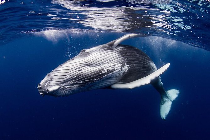 Whale Watching Bora Bora - Key points to know before you book