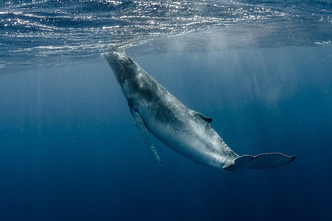 Whale Watching Bora Bora - What the 3.5-hour whale search is really like