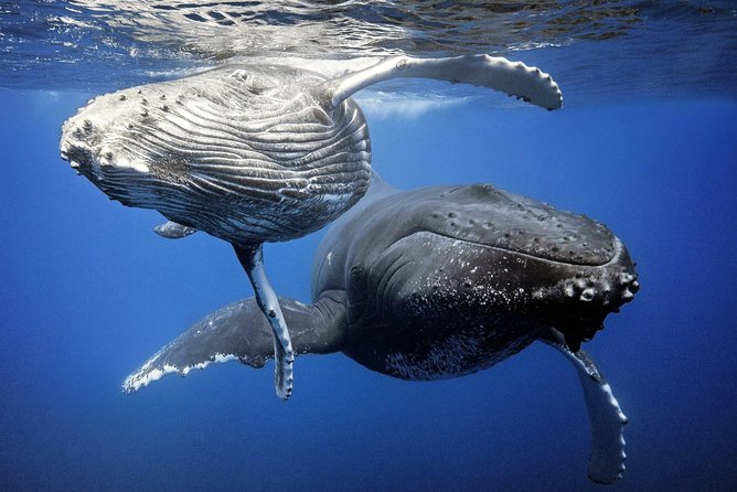 Whale Watching Bora Bora - Why the small group helps, and where it falls short