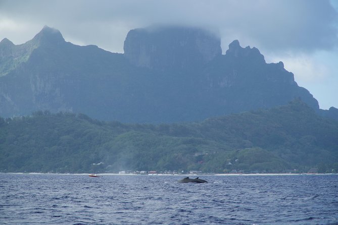 Whale Watching Bora Bora - Marine life beyond the whales