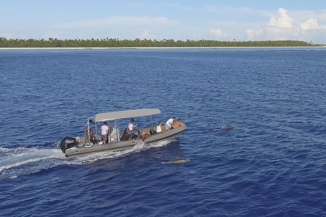 Whale Watching Bora Bora - How to get the most from the morning or afternoon departure