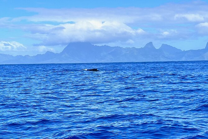 Whale watching DE Humpback West Coast of Tahiti - Why this Tahiti whale tour feels special