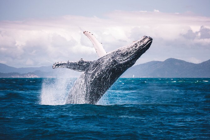 Whale watching DE Humpback West Coast of Tahiti - Entering the water with whales