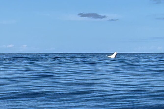 Whale watching DE Humpback West Coast of Tahiti - Jordan, Romuald, and the human side of the trip