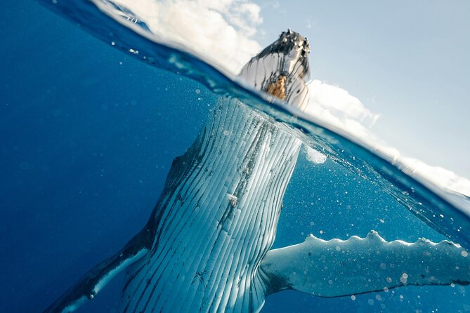 Whale watching DE Humpback West Coast of Tahiti - What is included for the $167.34 price