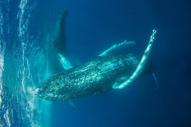 Whale watching DE Humpback West Coast of Tahiti - The best and hardest parts of the timing