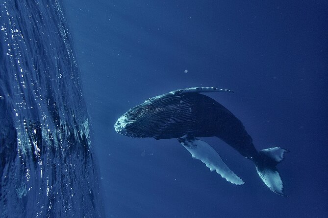 Whale watching DE Humpback West Coast of Tahiti - Starting at 7:30 am in Puna’auia