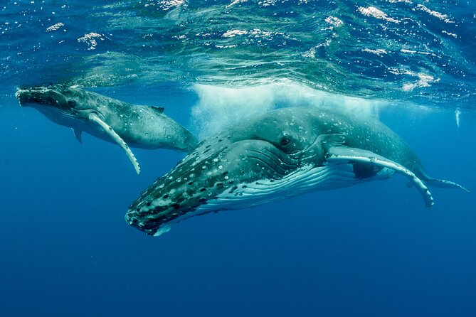 Whale watching DE Tahiti Peninsula - What happens if the crew offers a whale swim