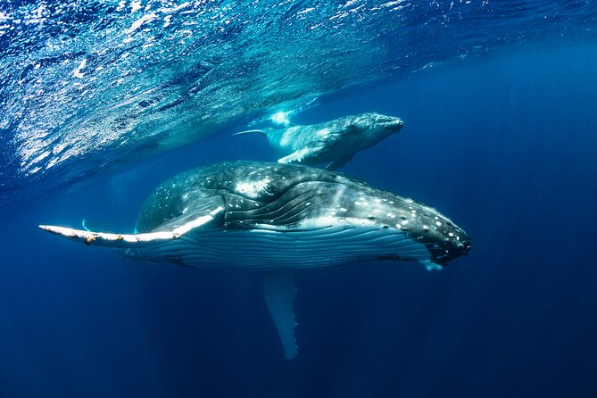 Whale watching DE Tahiti Peninsula - The small boat and what is included