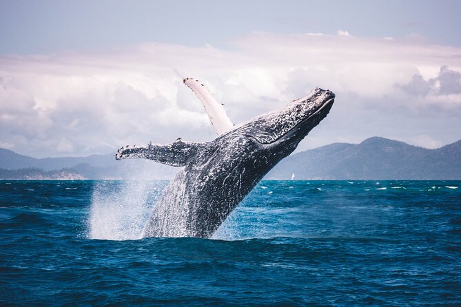 Whale watching DE Tahiti Peninsula - Timing, weather, and the chance of cancellation