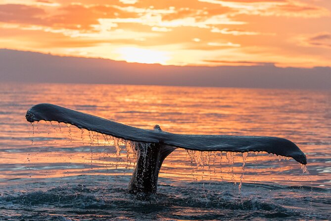 Whale watching DE Tahiti Peninsula - Who will enjoy this Tahiti whale tour most