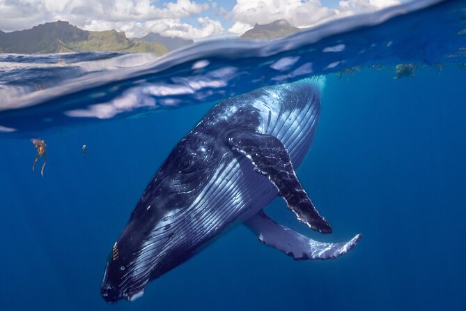 Whale watching DE Tahiti Peninsula - Rules that protect the whales and the people on board