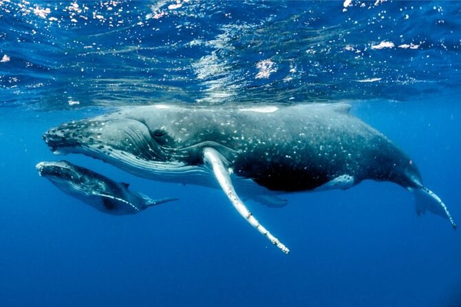 Whale watching in Moorea - Moorea whales, seen on their terms