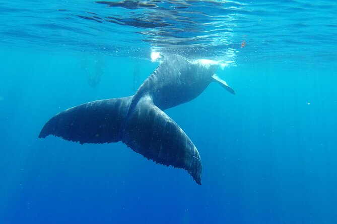 Whale watching in Moorea - Moorea Lagoon brings a welcome change of pace