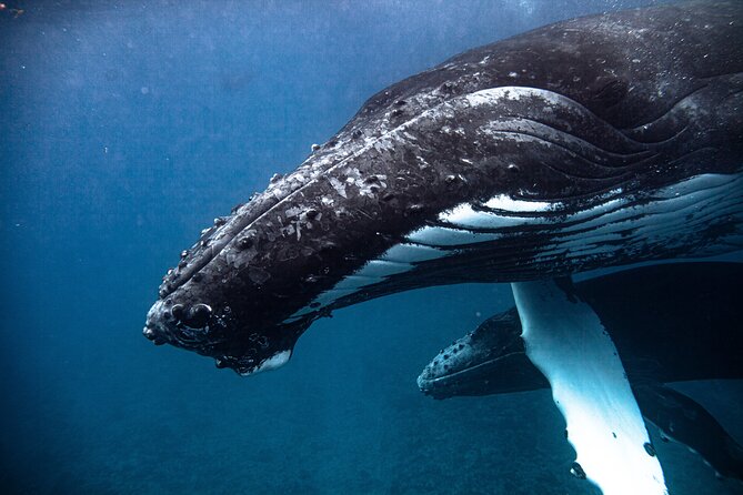 Whale watching in Moorea - What the crew does well