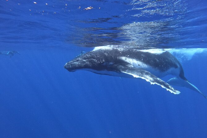 Whale watching in Moorea - What the 8:30 a.m. departure looks like