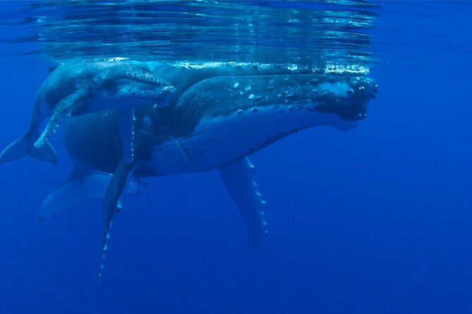 Whale watching in the calm of the peninsula with Tātahi tours - Why this part of Tahiti makes a difference