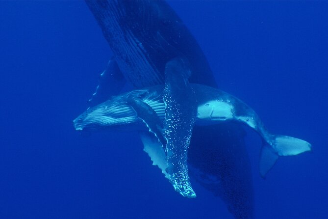 Whale watching in the calm of the peninsula with Tātahi tours - Teahupoo and the roadless coast