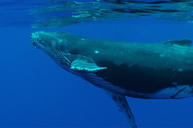 Whale watching in the calm of the peninsula with Tātahi tours - Food, water, and what is included