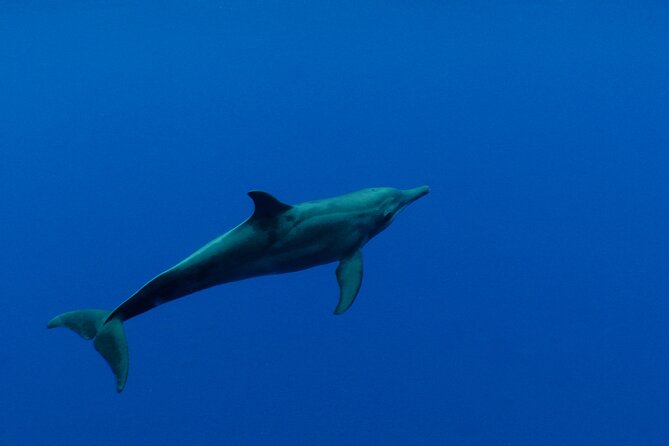 Whale watching in the calm of the peninsula with Tātahi tours - Is $193.13 a fair price?