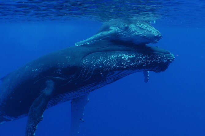 Whale watching in the calm of the peninsula with Tātahi tours - Who will enjoy this trip most