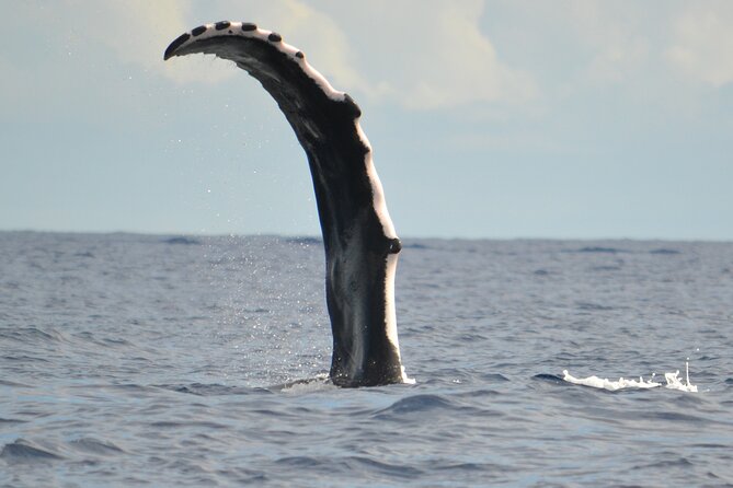 Whale watching in the calm of the peninsula with Tātahi tours - Hearing whales through the hydrophone