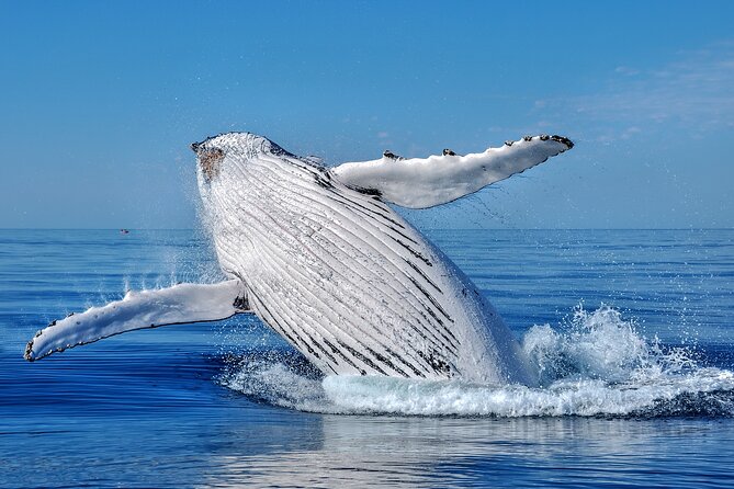 Whale Watching Moorea (non-swimming) - Watching humpbacks around Moorea