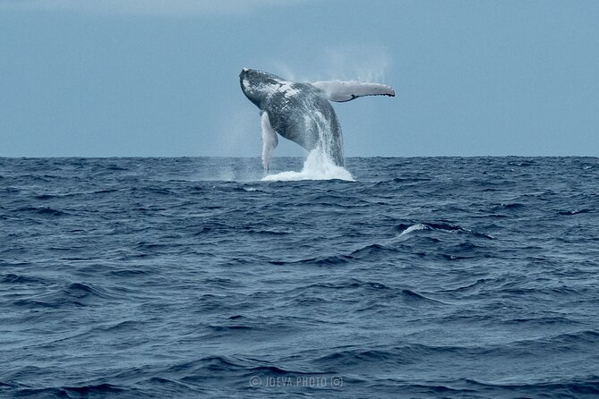 Whale Watching Moorea (non-swimming) - The possible shark and stingray stop