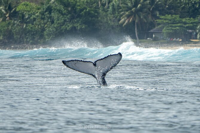 Whale Watching Moorea (non-swimming) - Price and what you receive for $151.83