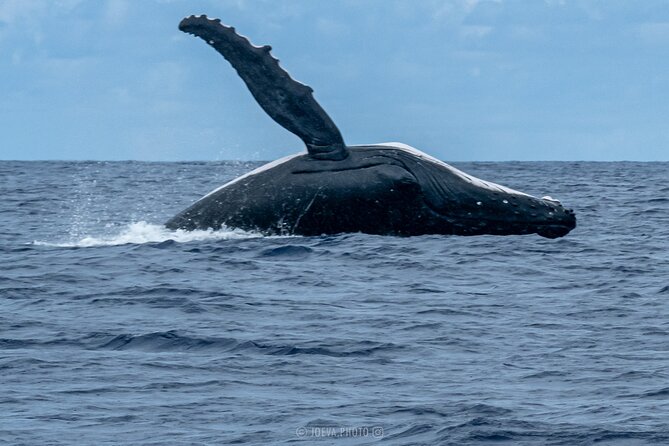 Whale Watching Moorea (non-swimming) - Group size, comfort, and practical preparation