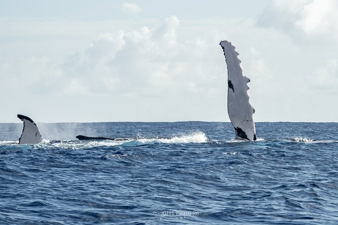 Whale Watching Moorea (non-swimming) - The good and the less comfortable parts