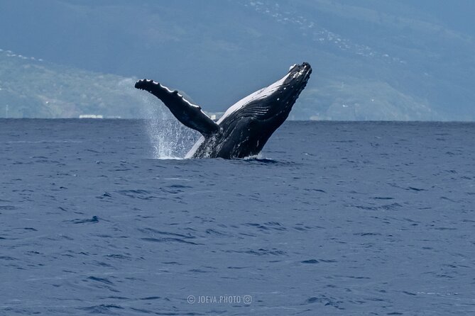 Whale Watching Moorea (non-swimming) - Who will enjoy this Moorea whale tour