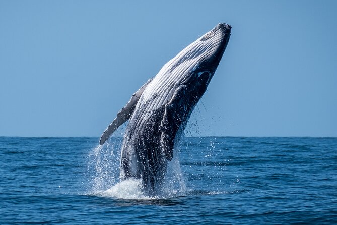 Whale Watching Moorea (non-swimming) - What the four-hour outing feels like