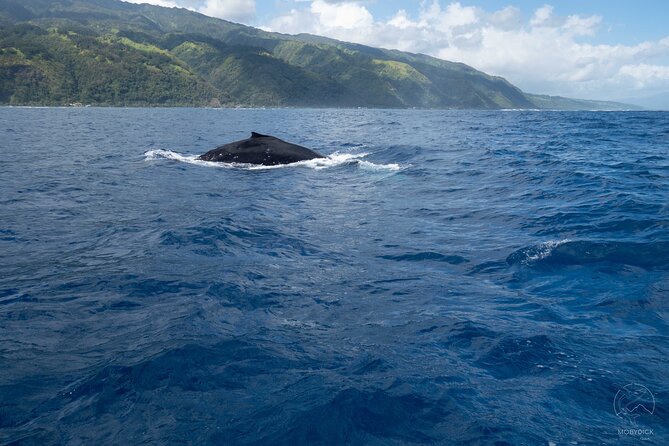 Whale watching on the preserved and quiet coast of Paea (Pk26) - Why Paea is a good place to search for whales