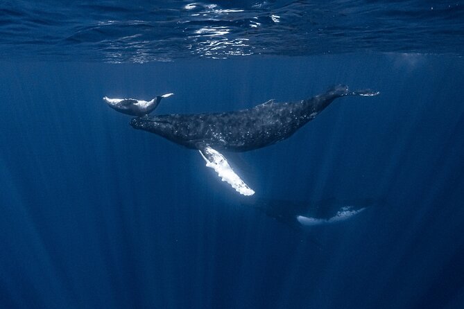 Whale Watching Shared Half Day - Watching first, swimming only by invitation