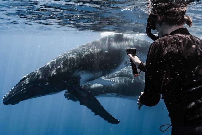 Whale Watching Shared Half Day - The value of a respectful whale encounter