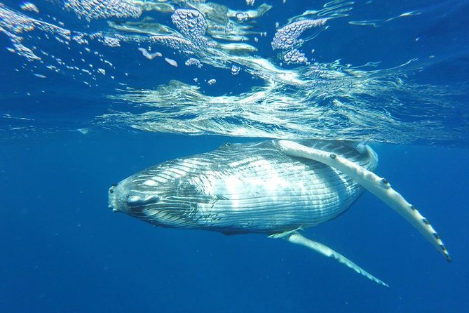 Whale Watching Tours in Bora Bora - Key points to know before you book
