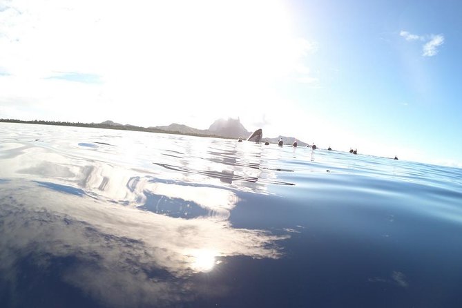 Whale Watching Tours in Bora Bora - Meeting the Tohora team in Bora Bora