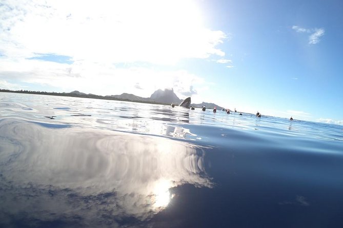 Whale Watching Tours in Bora Bora - Small groups, pickup, and timing