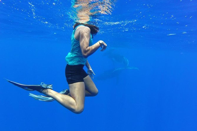 Whale Watching Tours in Bora Bora - The 3.5-hour search for humpback whales
